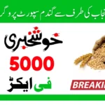 CM Punjab Wheat Support Scheme 2025